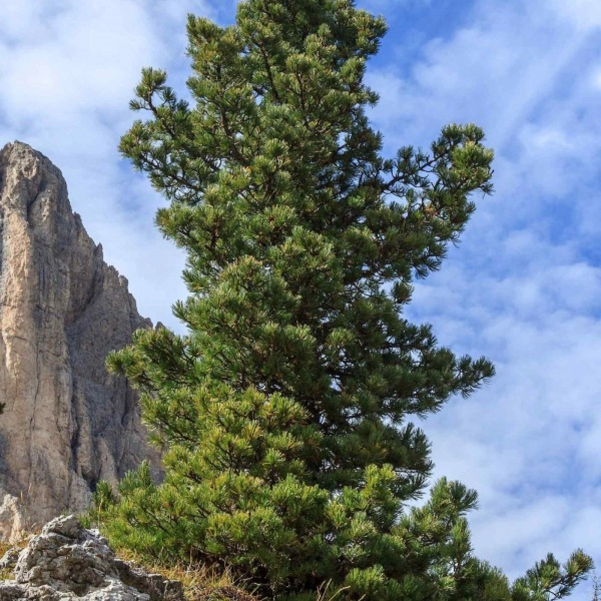 Borovice Limba - Pinus cembra - semena - 7 ks