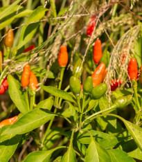 Chilli Zimbabwe Birds eye - Capsicum chinense - semena - 8 ks