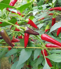 Chilli Gusto purple - Capsicum frutescens - semena - 8 ks