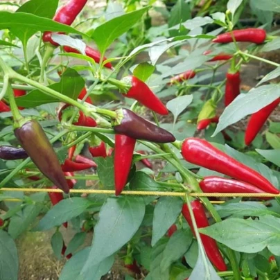 Chilli Gusto purple - Capsicum frutescens - semena - 8 ks