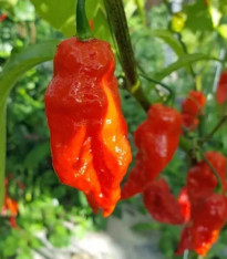 Chilli Shabu Shabu - Capsicum chinense - semena - 8 ks