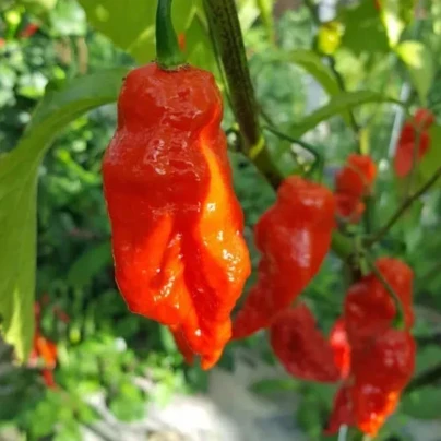 Chilli Shabu Shabu - Capsicum chinense - semena - 8 ks