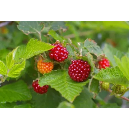 Ostružiník nutkajský - Rubus Parviflorus - semena 5 ks