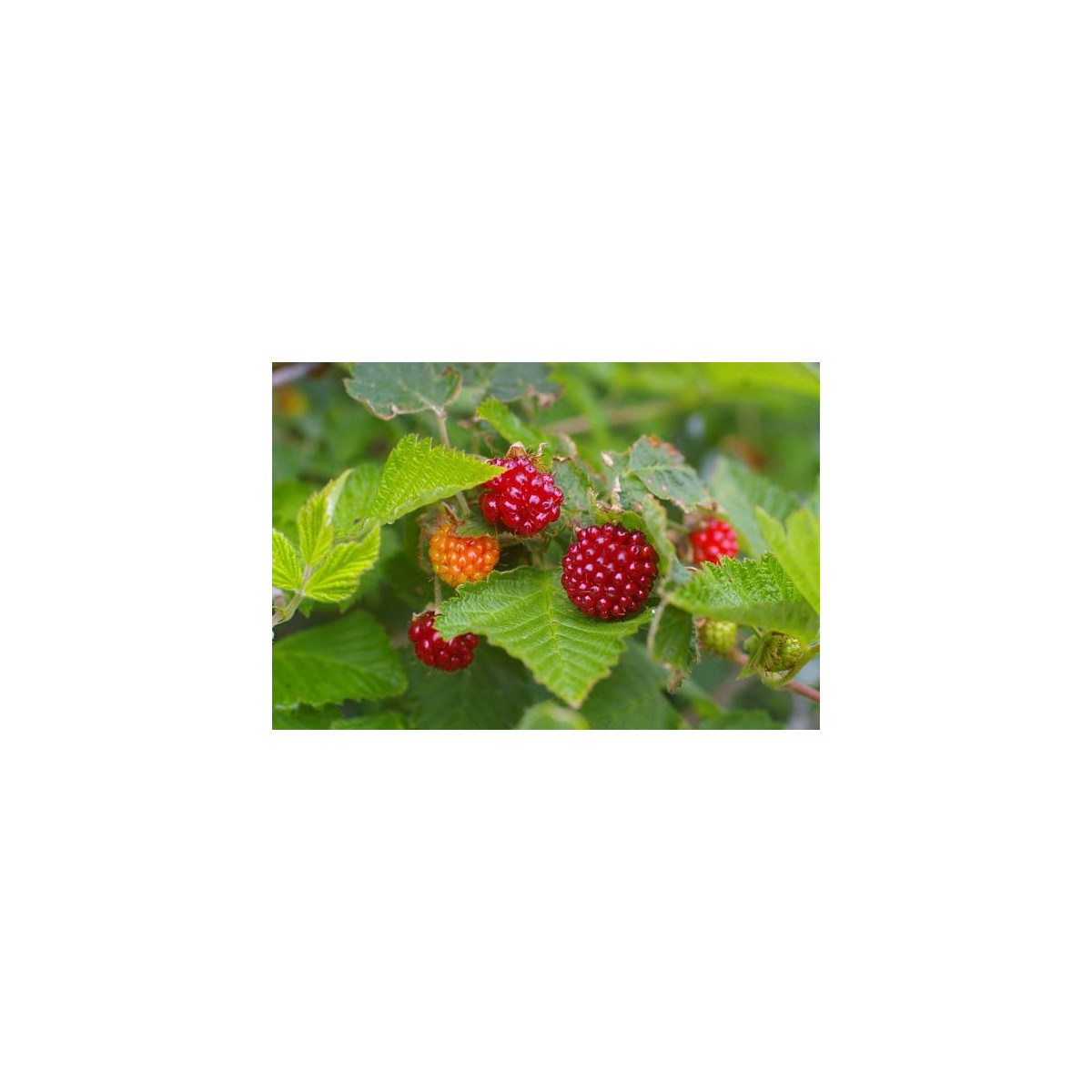 Ostružiník nutkajský - semena Ostružníku - 5 ks - Rubus Parviflorus