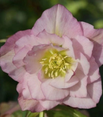 Čemeřice plnokvětá Ellen růžová - Helleborus double - prostokořenné sazenice - 1 ks