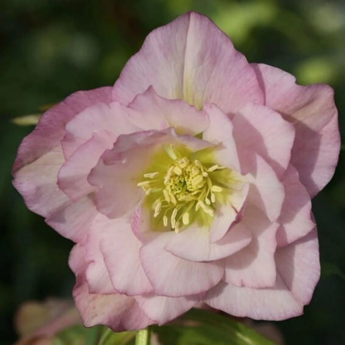 Čemeřice plnokvětá Ellen růžová - Helleborus double - prostokořenné sazenice - 1 ks