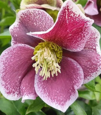 Čemeřice Pretty Ellen tečkovaná - Helleborus orientalis - prostokořenné sazenice - 1 ks