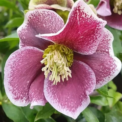 Čemeřice Pretty Ellen tečkovaná - Helleborus orientalis - prostokořenné sazenice - 1 ks