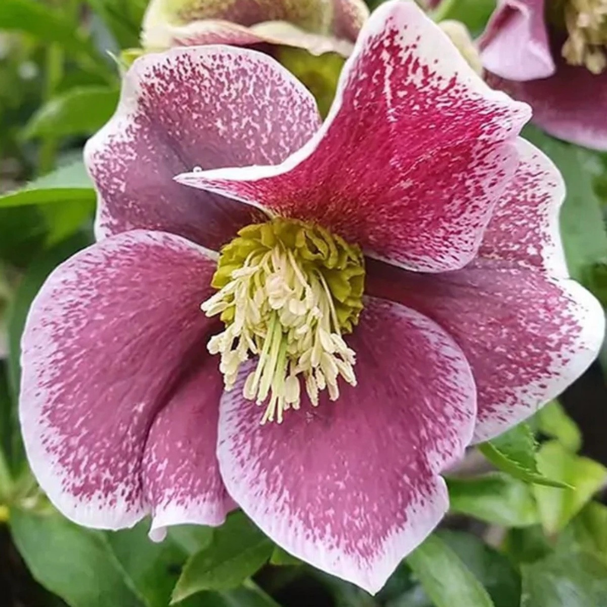 Čemeřice Pretty Ellen tečkovaná - Helleborus orientalis - prostokořenné sazenice - 1 ks