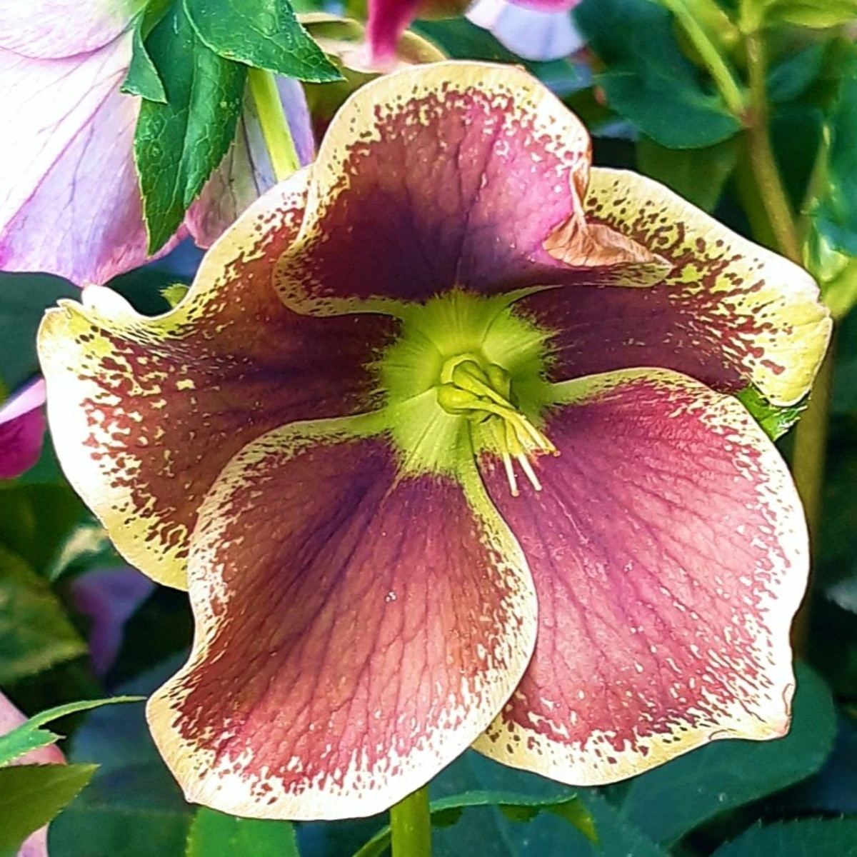 Sazenice čemeřice – Čemeřice Pretty Ellen tečkovaná – Helleborus orientalis