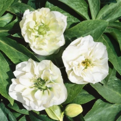 Sazenice čemeřice – Čemeřice plnokvětá Ellen bílá – Helleborus double