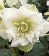 Čemeřice plnokvětá Ellen bílá - Helleborus double - prostokořenné sazenice - 1 ks