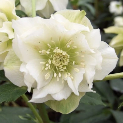 Čemeřice plnokvětá Ellen bílá - Helleborus double - prostokořenné sazenice - 1 ks