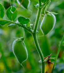 Cizrna Donia - Cicer - semena - 15 ks