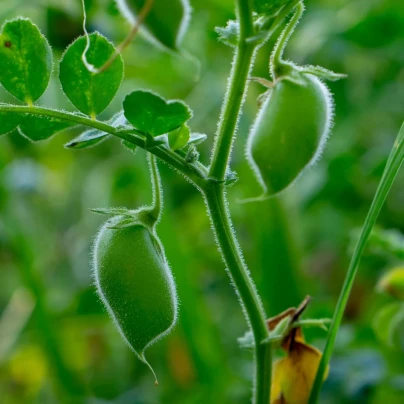 Cizrna Donia - Cicer - semena - 15 ks