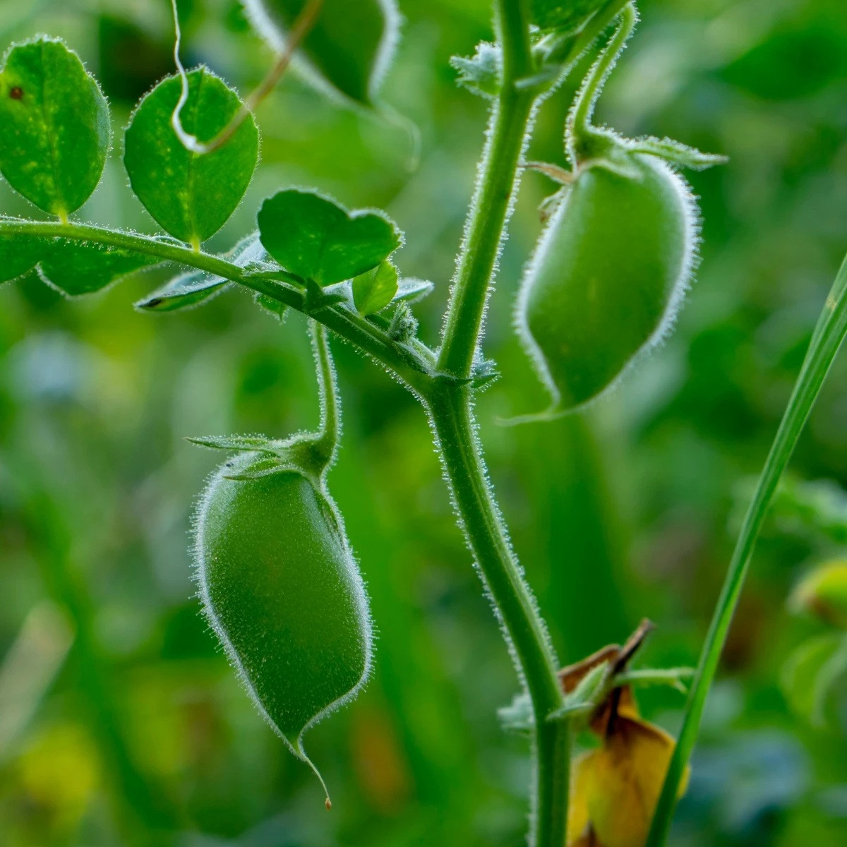 Cizrna Donia - Cicer - semena - 15 ks