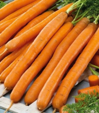 Mrkev Babetka F1 - Daucus carota - semena - 300 ks