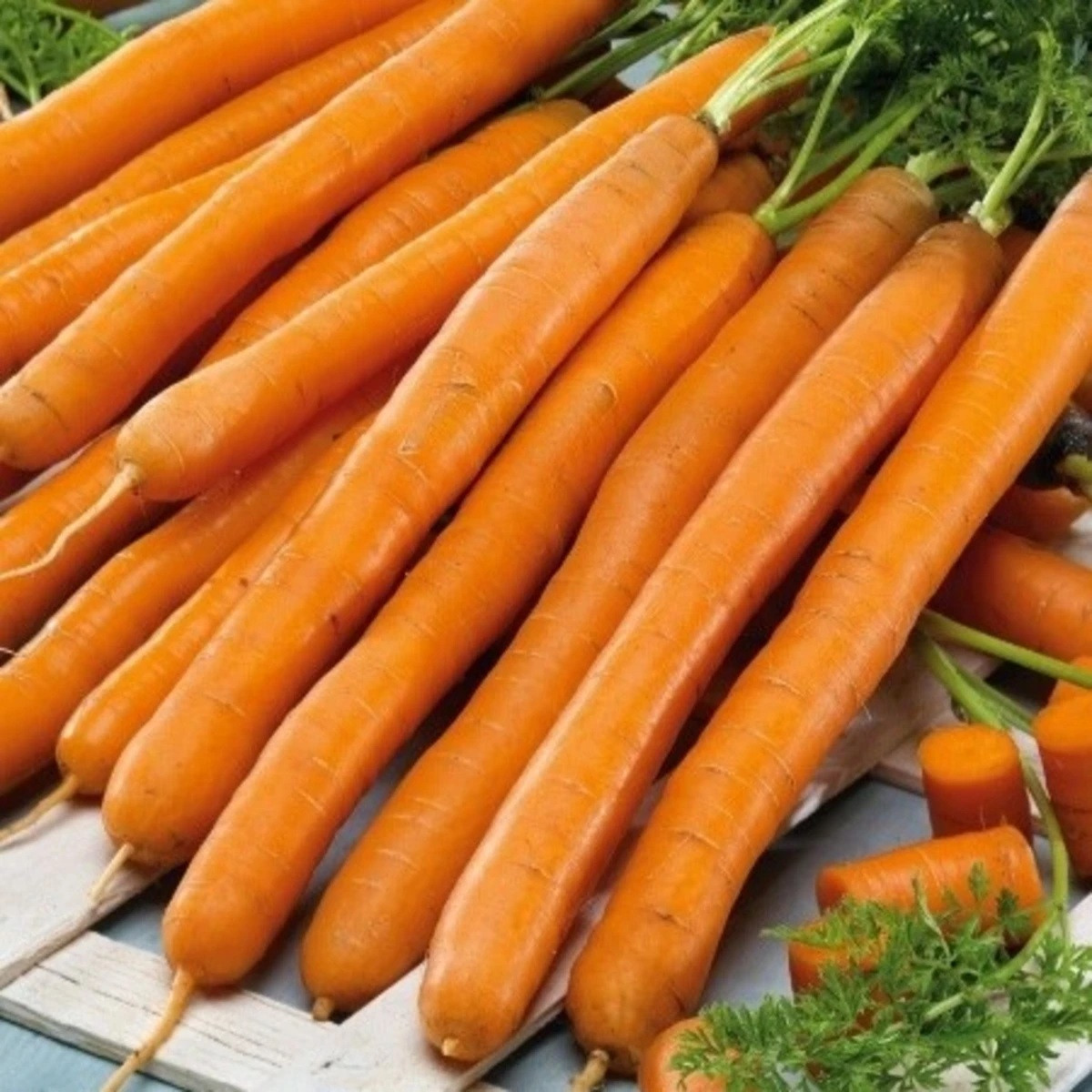 Mrkev Babetka F1 - Daucus carota - semena - 300 ks