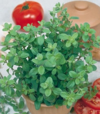 Majoránka zahradní Marietta - Origanum Majorana L. - semena - 300 ks