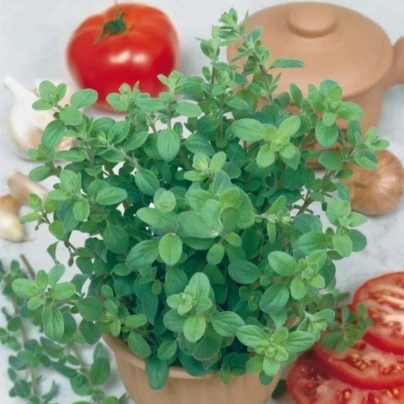 Majoránka zahradní Marietta - Origanum Majorana L. - semena - 300 ks