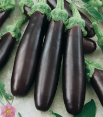 Lilek Klasik - Solanum melongena - semena - 50 ks