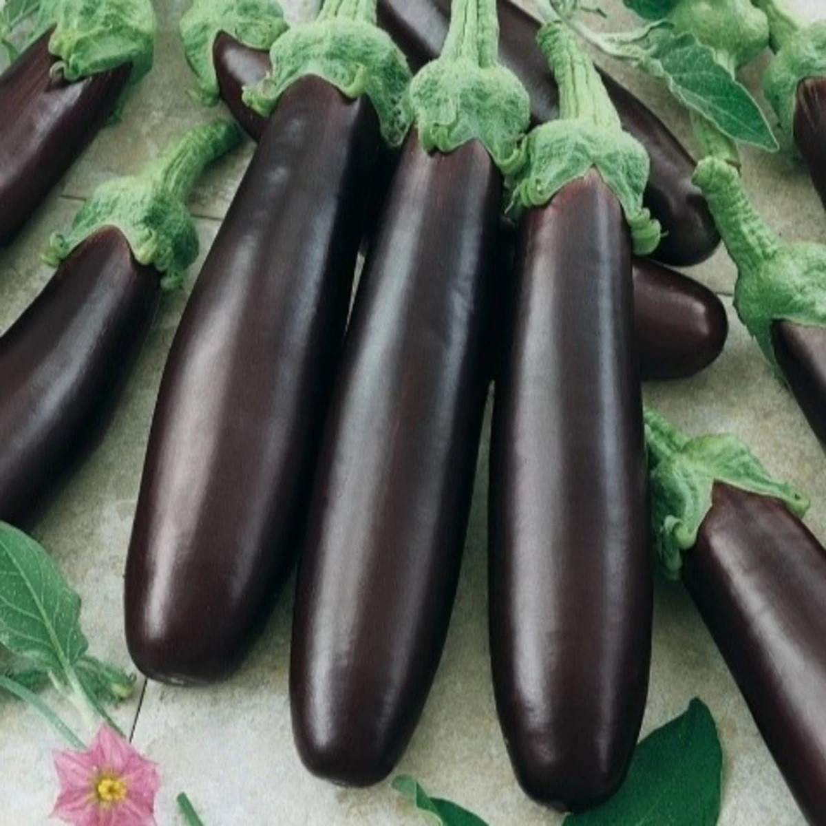 Lilek Klasik - Solanum melongena - semena - 50 ks