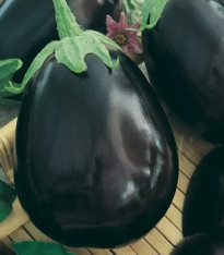 Lilek Krasan - Solanum melongena - semena - 100 ks