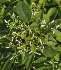 Pryšec trávovitý Glitz F1 - Euphorbia graminea - semena - 12 ks