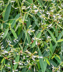 Pryšec trávovitý Glamour F1- Euphorbia graminea - semena - 12 ks