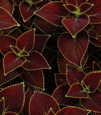 Africká kopřiva Sun Chocolate Mint - Coleus blumei - semena - 20 ks