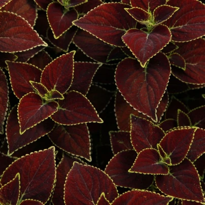 Africká kopřiva Sun Chocolate Mint - Coleus blumei - semena - 20 ks