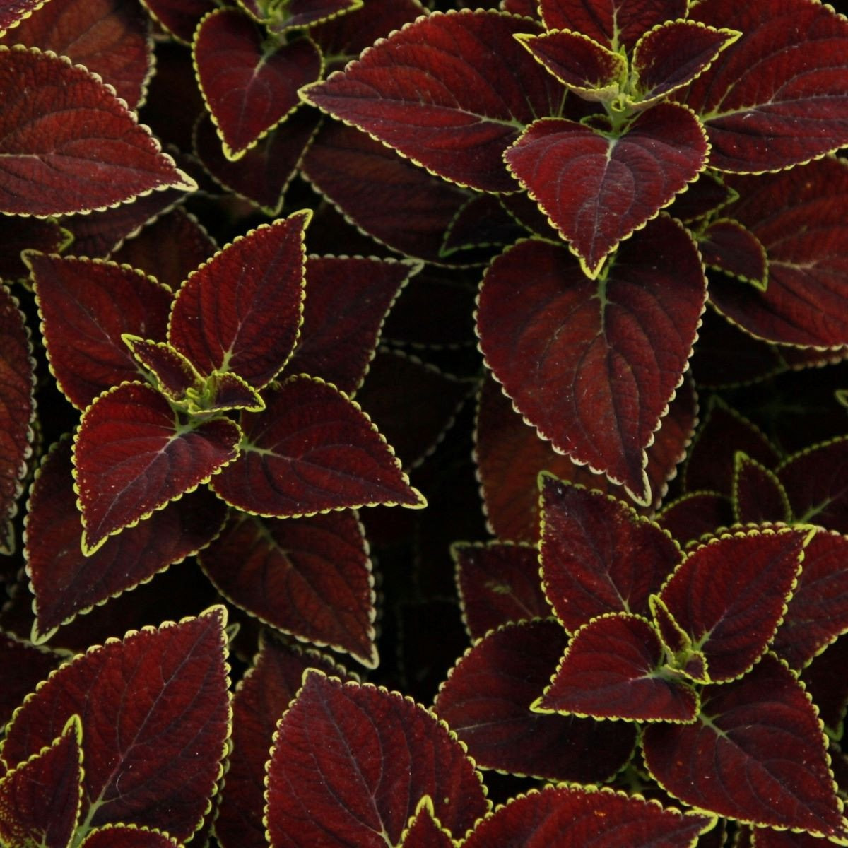 Africká kopřiva Sun Chocolate Mint - Coleus blumei - semena - 20 ks