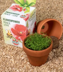 Mini sada na pěstování vlčího máku - včetně květináče, substrátu a semen - Sperli - 1 ks