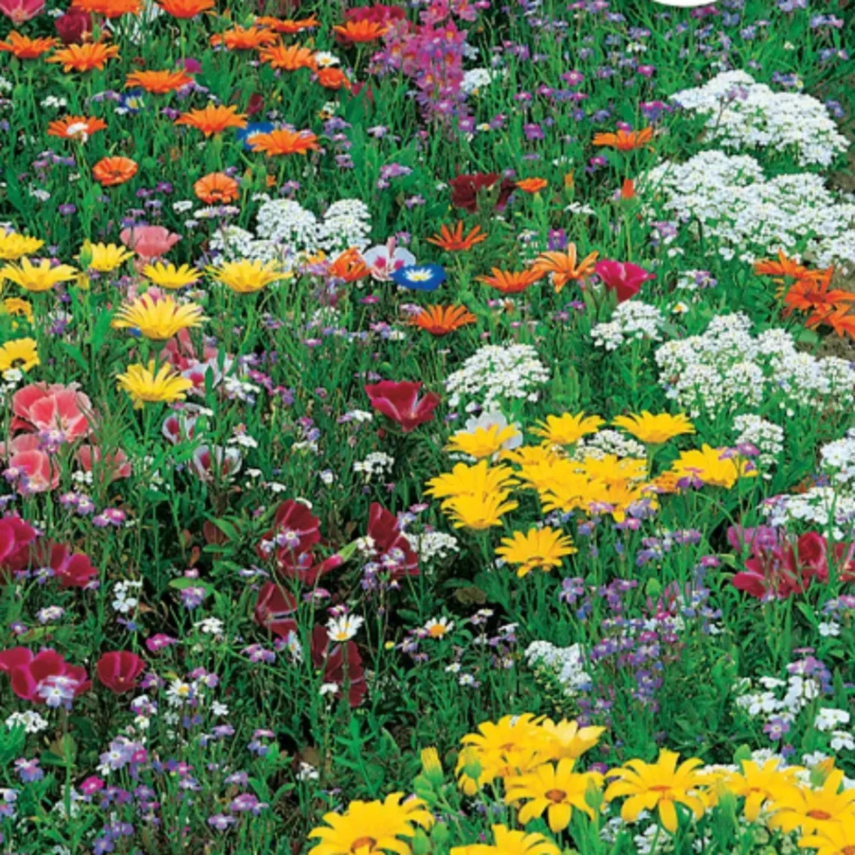 Květinová směs - japonská zahrada - Sperli