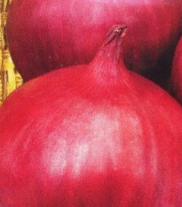 Cibule Grenada - Allium cepa - semena - 0,5 g