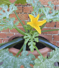 Cuketa Patio Star F1 - cuketa do květináče - Cucurbita pepo - semena - 6 ks