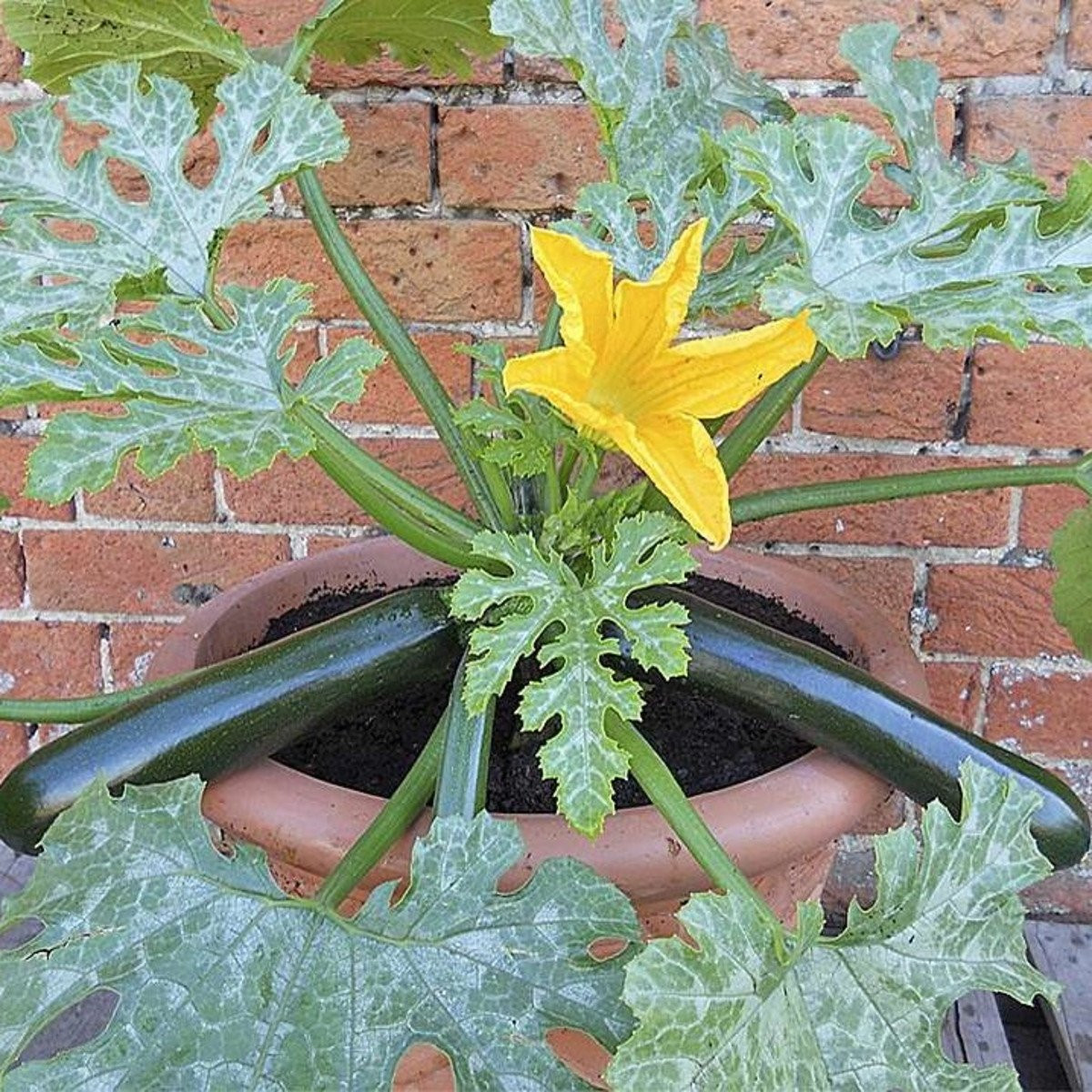 Cuketa Patio Star F1 - cuketa do květináče - Cucurbita pepo - semena - 6 ks