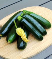 Cuketa Sandokan F1 - Cucurbita pepo - semena - 8 ks