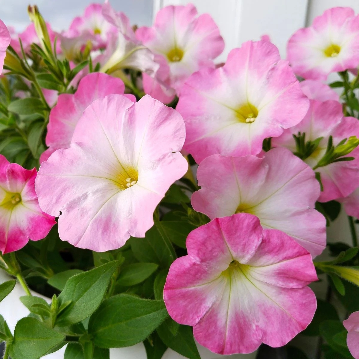 Petúnie Mistral Pearly F1 - Petunia grandiflora - semena - 15 ks