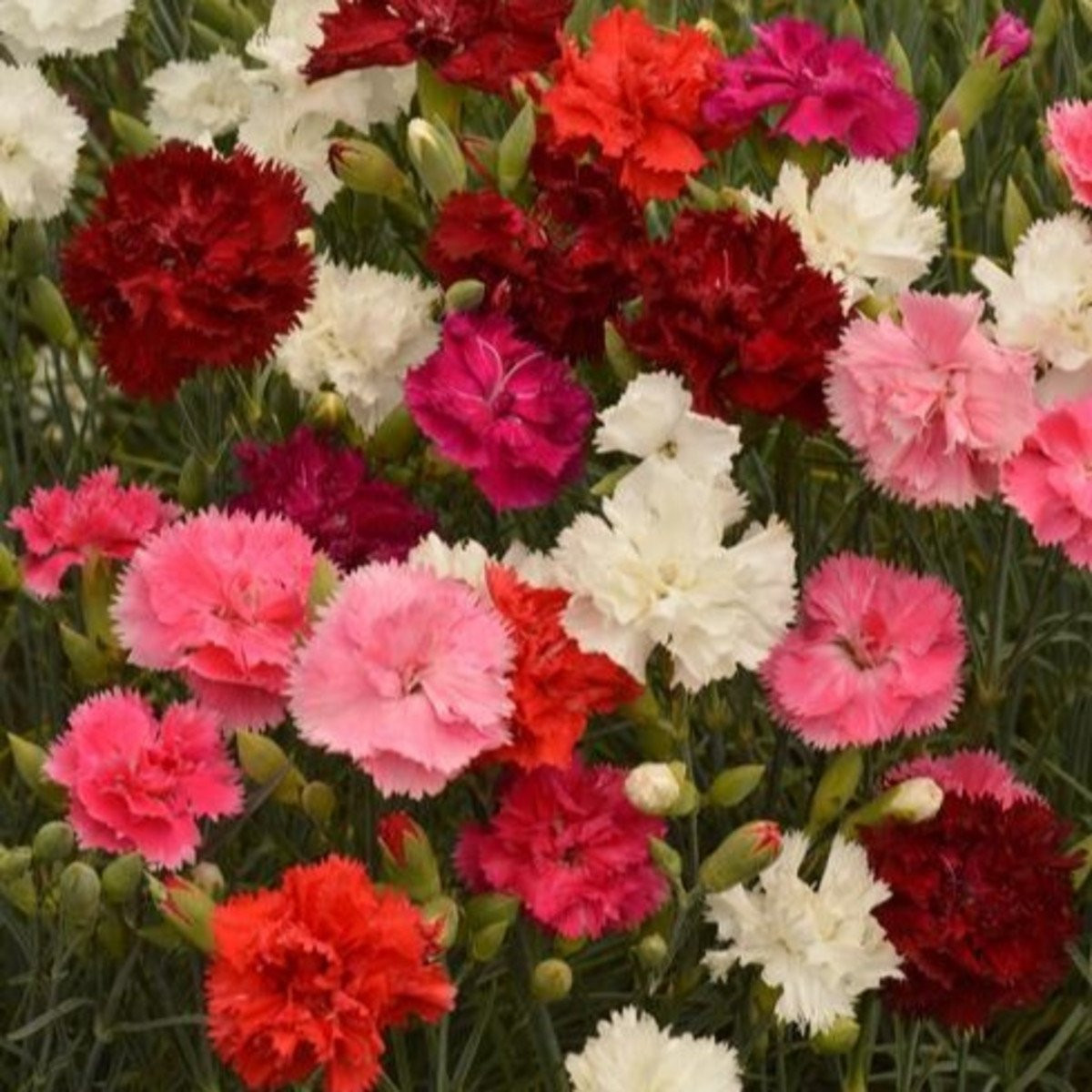 Hvozdík Grenadin směs - Dianthus caryophyllus - semena - 50 ks