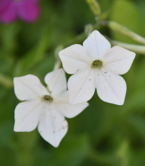 Tabák Perfume White F1 - Nicotiana - semena - 50 ks