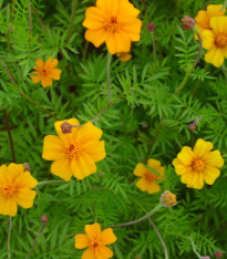 Aksamitník rozkladitý Ground control - Tagetes patula - semena - 0,5 g