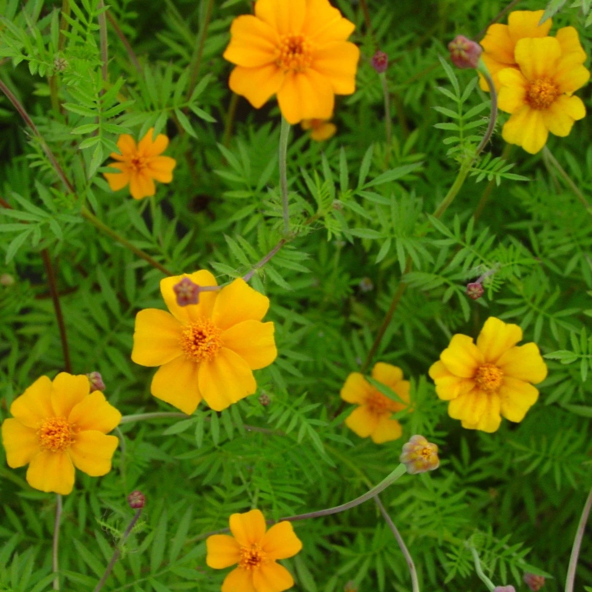 Aksamitník rozkladitý Ground control - Tagetes patula - semena - 0,5 g