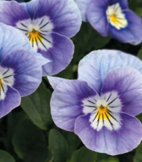 Violka rohatá Sorbet levandulová růžová - Viola cornuta - semena - 20 ks