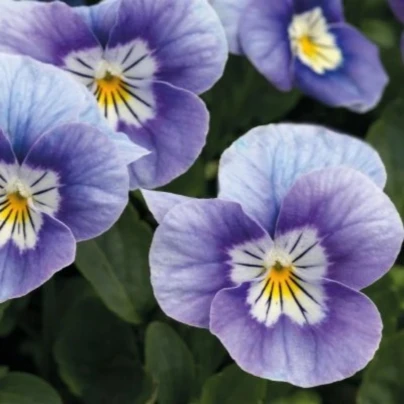 Violka rohatá Sorbet levandulová růžová - Viola cornuta - semena - 20 ks