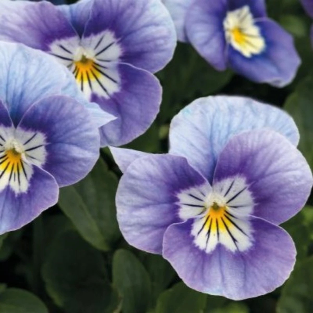 Violka rohatá Sorbet levandulová růžová - Viola cornuta - semena - 20 ks