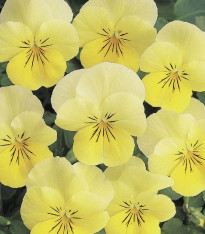 Violka rohatá Sorbet Lemon Chiffon - Viola cornuta - semena - 20 ks