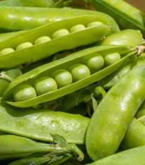 Hrách dřeňový Sienna - Pisum sativum - semena - 60 ks