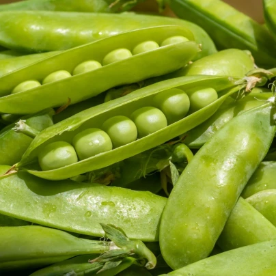 Hrách dřeňový Sienna - Pisum sativum - semena - 60 ks