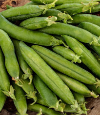 Hrách setý dřeňový Premio - Pisum sativum - semena - 60 ks